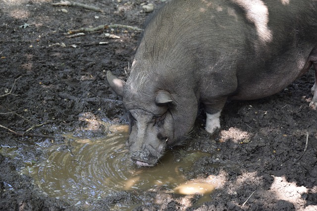除了胡尔伯 除了胡尔伯